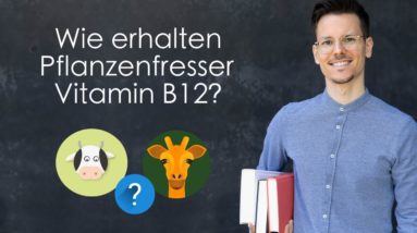 Wie erhalten Pflanzenfresser Vitamin B12?